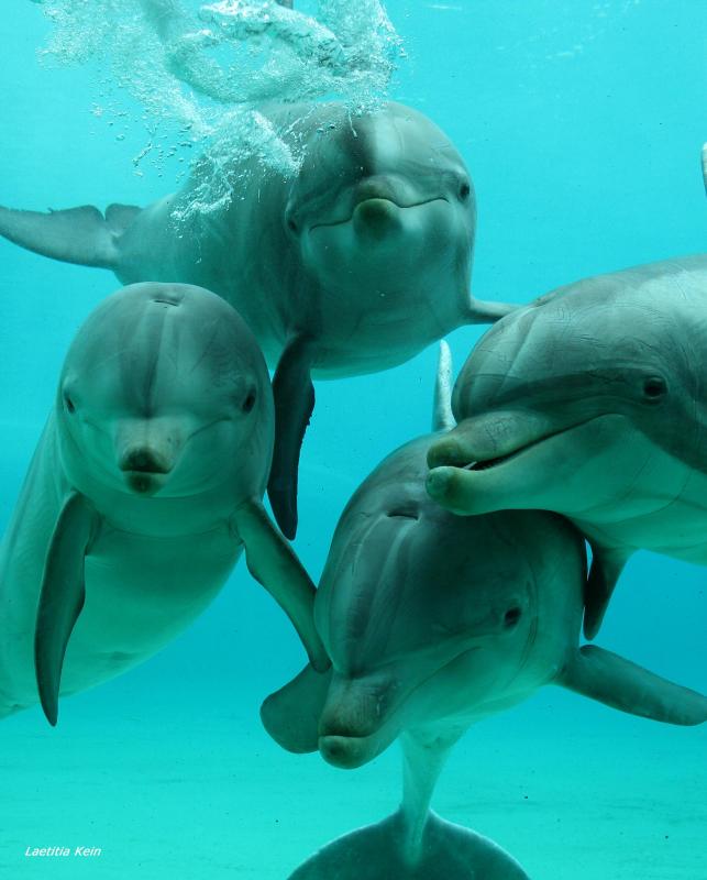 Planète Sauvage les dauphins